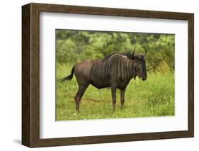 Blue wildebeest, Kruger National Park, South Africa-David Wall-Framed Photographic Print