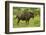 Blue wildebeest, Kruger National Park, South Africa-David Wall-Framed Photographic Print