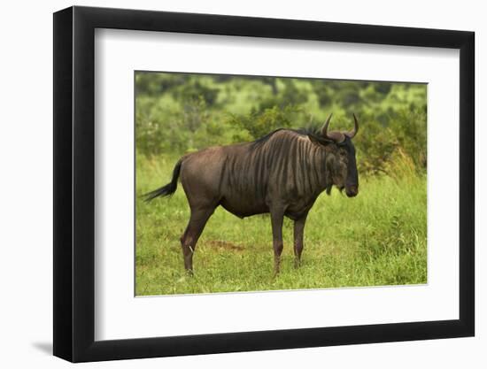 Blue wildebeest, Kruger National Park, South Africa-David Wall-Framed Photographic Print