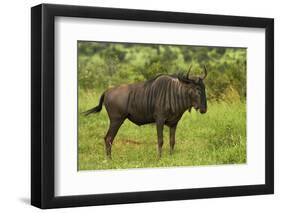 Blue wildebeest, Kruger National Park, South Africa-David Wall-Framed Photographic Print