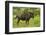 Blue wildebeest, Kruger National Park, South Africa-David Wall-Framed Photographic Print