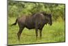 Blue wildebeest, Kruger National Park, South Africa-David Wall-Mounted Photographic Print