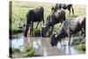 Blue wildebeest, Maasai Mara National Reserve, Kenya-Nico Tondini-Stretched Canvas