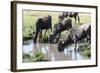 Blue wildebeest, Maasai Mara National Reserve, Kenya-Nico Tondini-Framed Photographic Print