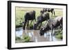 Blue wildebeest, Maasai Mara National Reserve, Kenya-Nico Tondini-Framed Photographic Print