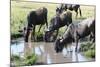 Blue wildebeest, Maasai Mara National Reserve, Kenya-Nico Tondini-Mounted Photographic Print