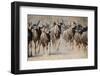 Blue Wildebeest Migration - Dust and Horns from Africa-Naturally Africa-Framed Photographic Print