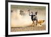 Blue Wildebeest Running on Dusty Plains ( Taurinus; Connochaetes ) - Kalahari Desert - South Africa-Mari Swanepoel-Framed Photographic Print