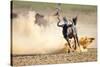 Blue Wildebeest Running on Dusty Plains ( Taurinus; Connochaetes ) - Kalahari Desert - South Africa-Mari Swanepoel-Stretched Canvas