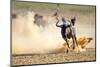 Blue Wildebeest Running on Dusty Plains ( Taurinus; Connochaetes ) - Kalahari Desert - South Africa-Mari Swanepoel-Mounted Photographic Print