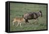 Blue Wildebeest with Her Calf-DLILLC-Framed Stretched Canvas