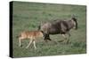 Blue Wildebeest with Her Calf-DLILLC-Stretched Canvas