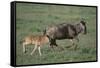 Blue Wildebeest with Her Calf-DLILLC-Framed Stretched Canvas
