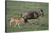 Blue Wildebeest with Her Calf-DLILLC-Stretched Canvas