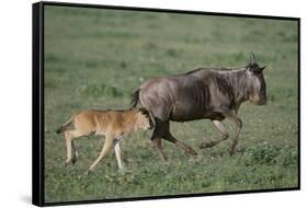 Blue Wildebeest with Her Calf-DLILLC-Framed Stretched Canvas