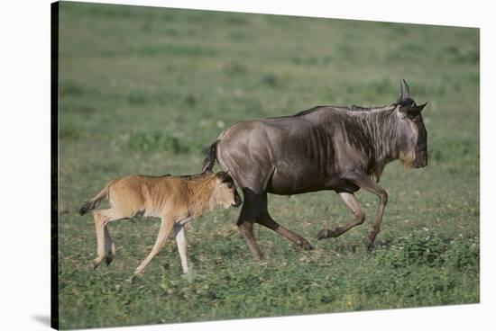 Blue Wildebeest with Her Calf-DLILLC-Stretched Canvas