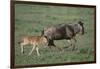 Blue Wildebeest with Her Calf-DLILLC-Framed Photographic Print