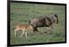 Blue Wildebeest with Her Calf-DLILLC-Framed Photographic Print