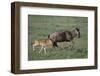 Blue Wildebeest with Her Calf-DLILLC-Framed Photographic Print