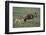 Blue Wildebeest with Her Calf-DLILLC-Framed Photographic Print