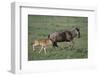 Blue Wildebeest with Her Calf-DLILLC-Framed Photographic Print