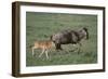 Blue Wildebeest with Her Calf-DLILLC-Framed Photographic Print