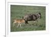 Blue Wildebeest with Her Calf-DLILLC-Framed Photographic Print