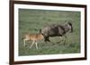 Blue Wildebeest with Her Calf-DLILLC-Framed Photographic Print