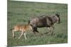 Blue Wildebeest with Her Calf-DLILLC-Mounted Photographic Print