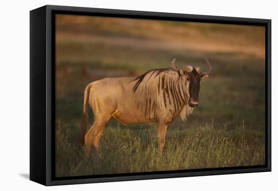 Blue Wildebeest-DLILLC-Framed Stretched Canvas