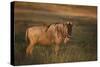 Blue Wildebeest-DLILLC-Stretched Canvas