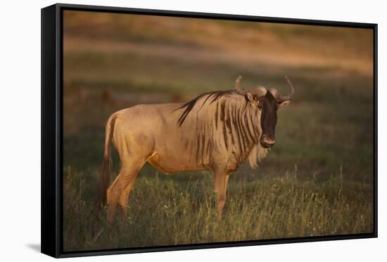 Blue Wildebeest-DLILLC-Framed Stretched Canvas