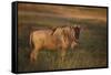 Blue Wildebeest-DLILLC-Framed Stretched Canvas