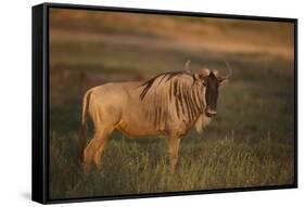 Blue Wildebeest-DLILLC-Framed Stretched Canvas