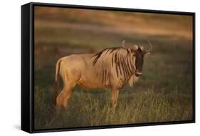 Blue Wildebeest-DLILLC-Framed Stretched Canvas