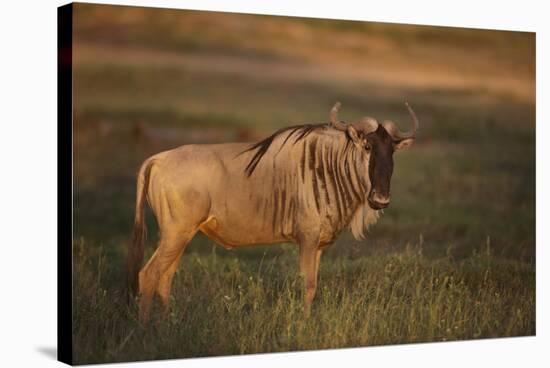 Blue Wildebeest-DLILLC-Stretched Canvas