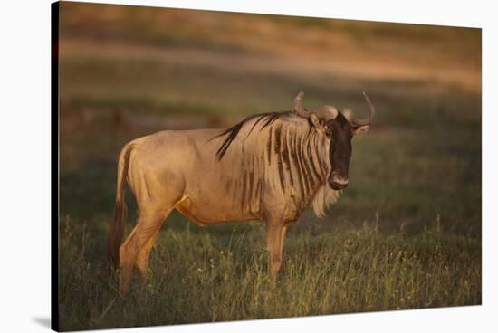 Blue Wildebeest-DLILLC-Stretched Canvas