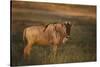 Blue Wildebeest-DLILLC-Stretched Canvas