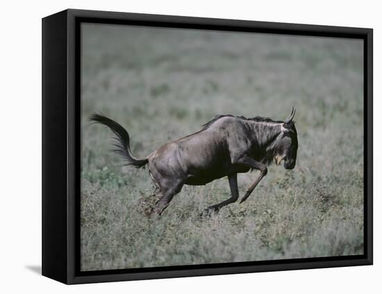 Blue Wildebeest-DLILLC-Framed Stretched Canvas