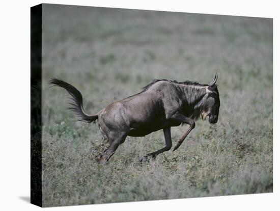 Blue Wildebeest-DLILLC-Stretched Canvas