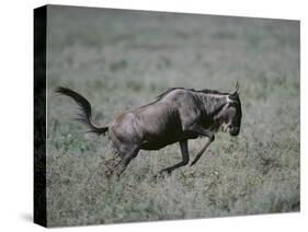 Blue Wildebeest-DLILLC-Stretched Canvas