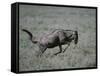 Blue Wildebeest-DLILLC-Framed Stretched Canvas