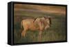 Blue Wildebeest-DLILLC-Framed Stretched Canvas