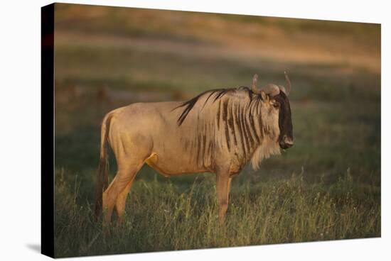 Blue Wildebeest-DLILLC-Stretched Canvas