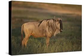 Blue Wildebeest-DLILLC-Stretched Canvas