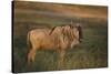 Blue Wildebeest-DLILLC-Stretched Canvas