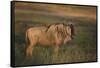 Blue Wildebeest-DLILLC-Framed Stretched Canvas