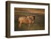 Blue Wildebeest-DLILLC-Framed Premium Photographic Print