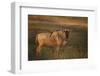 Blue Wildebeest-DLILLC-Framed Premium Photographic Print