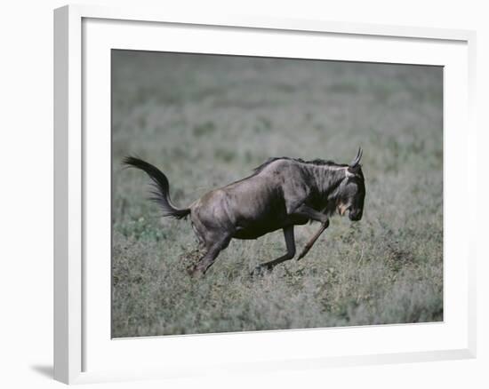 Blue Wildebeest-DLILLC-Framed Photographic Print